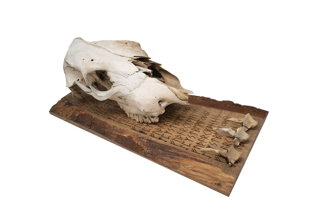 Fully Runic Cow Skull and Vertebrae Wall Hanger - Etsy