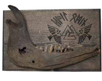 hail odin cow jawbone wall hanger