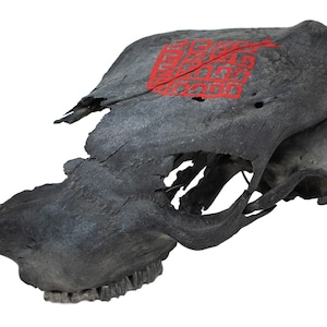 May include: A matte black animal skull featuring a prominent red geometric pattern painted on the upper surface. The skull displays natural bone texture, visible eye sockets, and a set of teeth along the lower jaw line, presented against a white background.