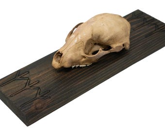 Raccoon skull Algiz rune wall hanger