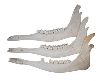 Moose Jawbone