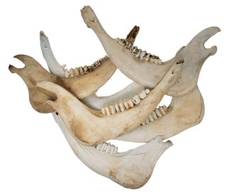 cow jawbone