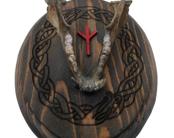 Raccoon Jawbone Algiz Wall Hanger