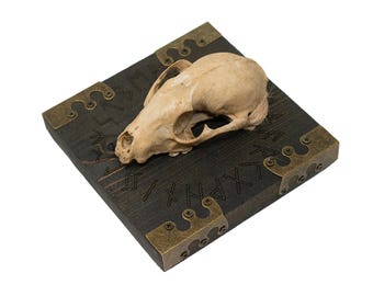 Runic circle raccoon skull wall hanger