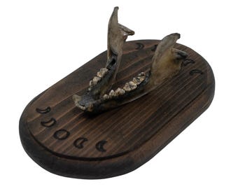 Raccoon Jawbone Moon Phase Wall Hanger