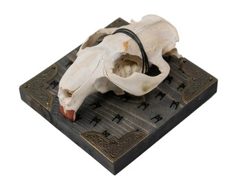 Beaver skull Mannaz rune wall hanger