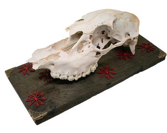elk skull connection to the gods wall hanger