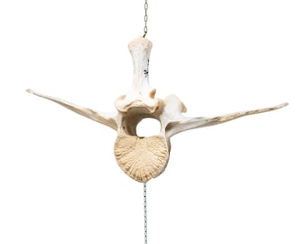 Cow Vertebra Hagall Hinn Minni Wind Chime