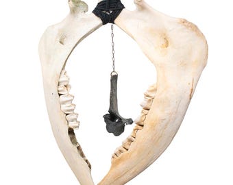 Deer Jawbone & Blackened Vertebra Wind Chime