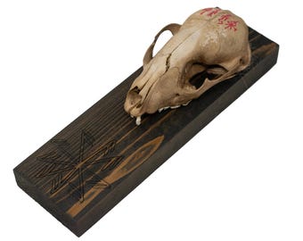 Connection to the gods raccoon skull wall hanger