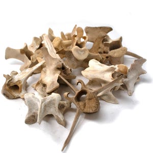 Ethically Sourced Deer Vertebra – Ritual Offering & Altar Talisman