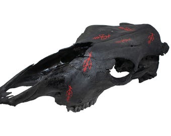 Odin Bindrune Blackened Cow Skull