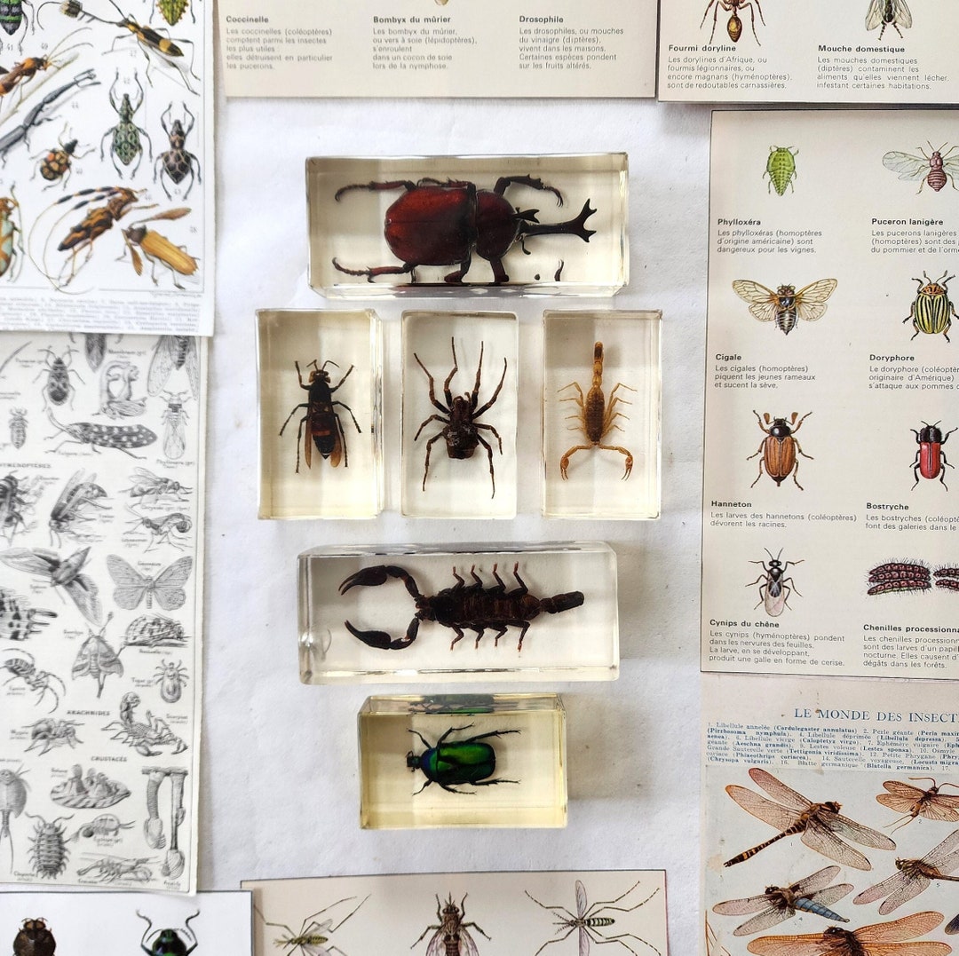 Spécimen insectes dans la résine. Collection vintage d'insectes