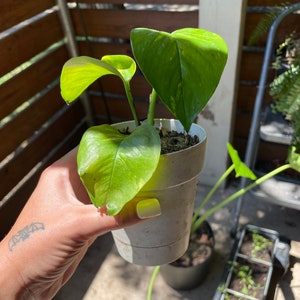 Pothos-fabriek