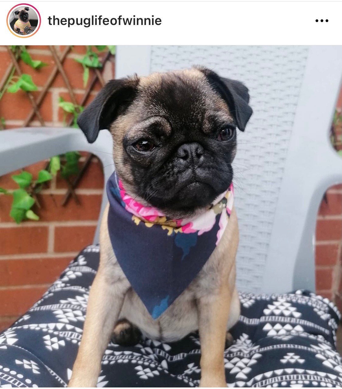 Dog Bandana Neckerchief in Joules Fabric Suitable for Dog or Cat