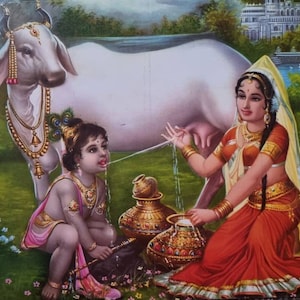 Hindu god Krishna drinking milk from Gau Mata