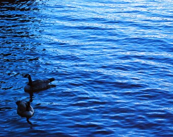 Enten im Wasser, Foto