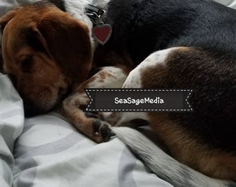 Schlafenden beagle