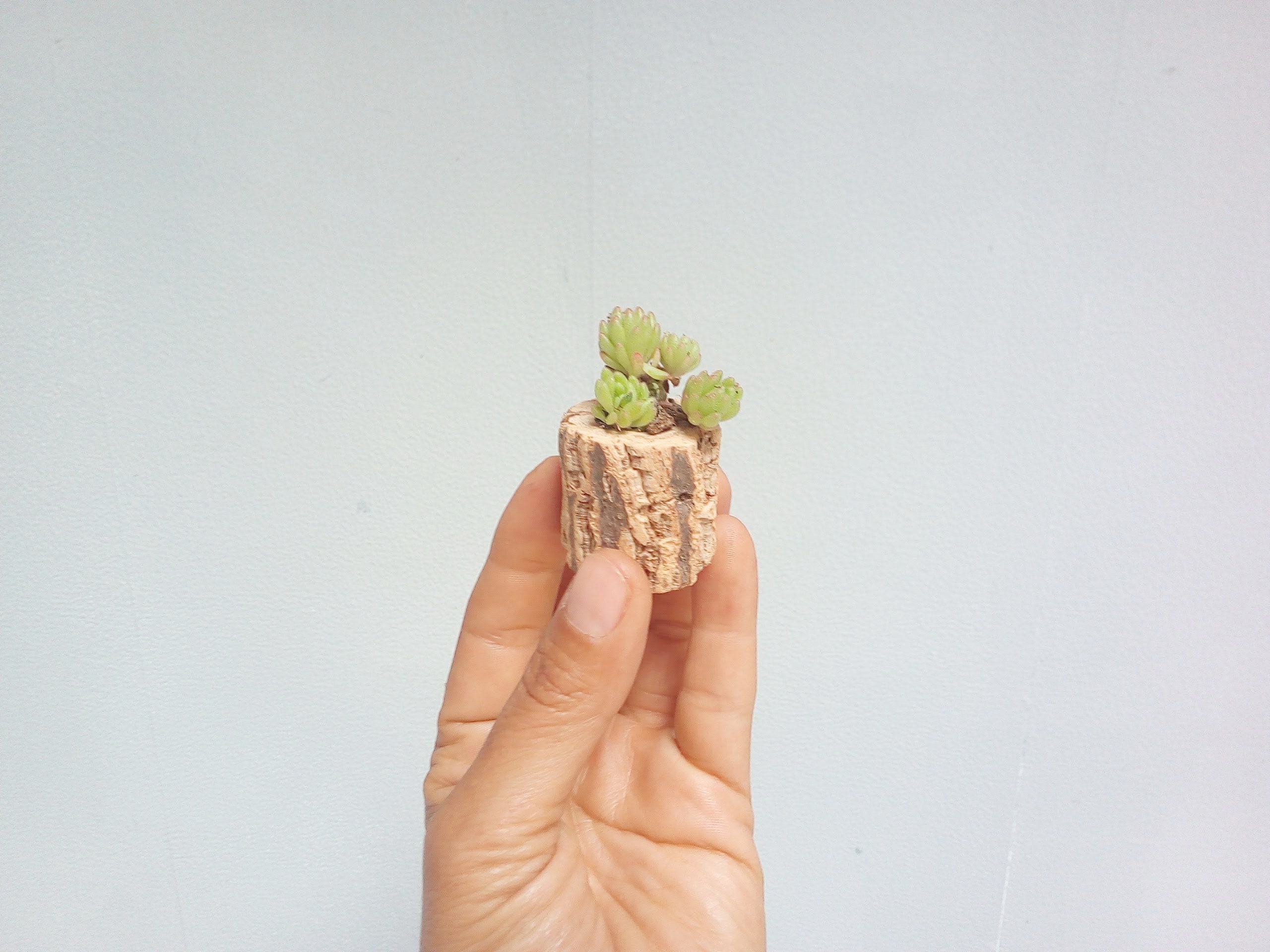 Jardinière en Mini Cactus, Jardinières Bois de Liège Pour Plante Succulente et L'air, Décoration Nat