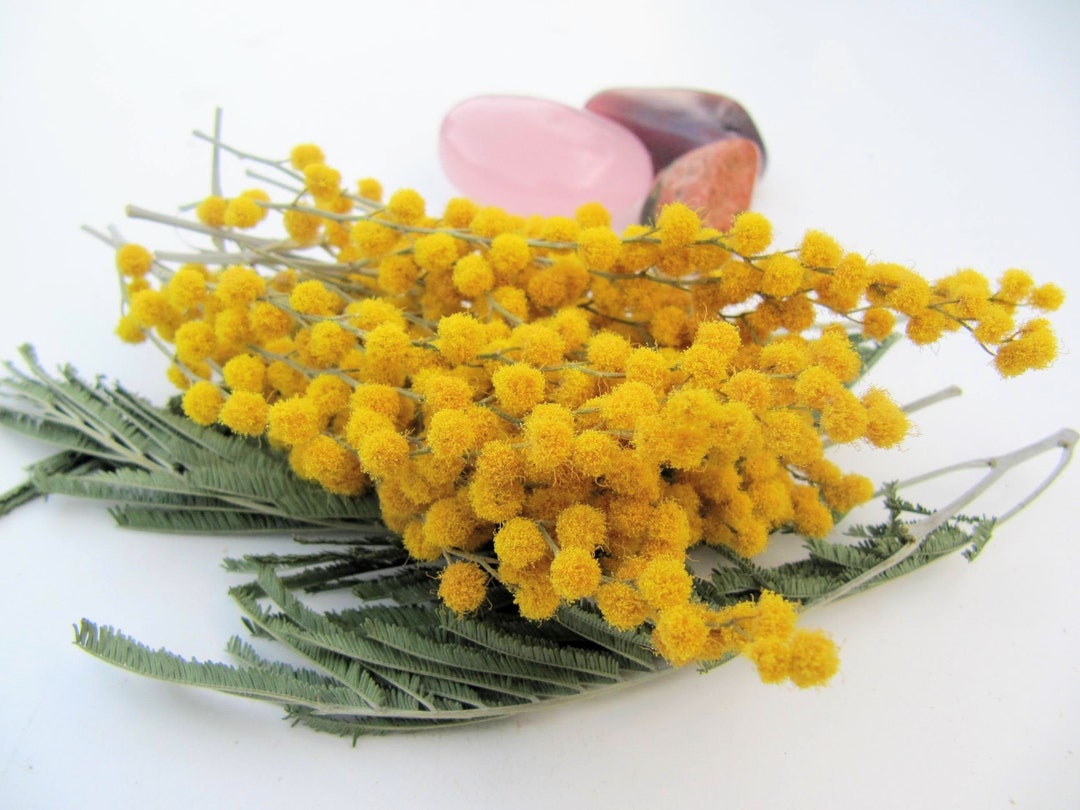 Tiny Dried Flowers for Resin Dried Mimosa Flower for Resin Etsy