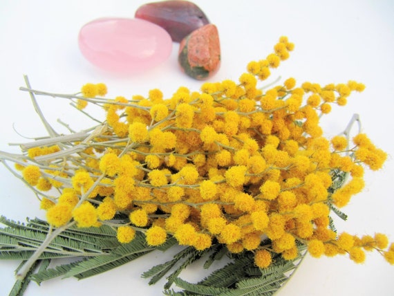 Small Dried Flowers for Resin, Dried Mimosa Flower for Resin