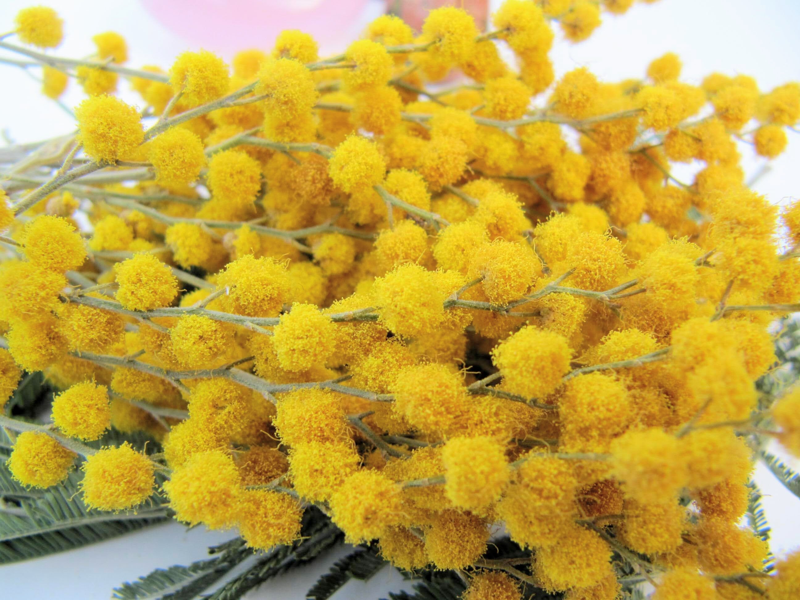 Small Dried Flowers for Resin Dried Mimosa Flower for Resin Etsy