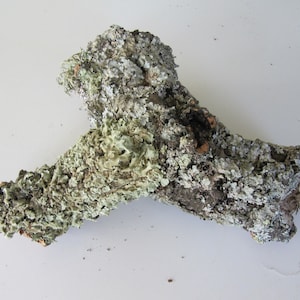 Może przedstawiać: Kawałek zwietrzałego drewna pokrytego zielonym i szarym porostami. Drewno jest szorstkie i fakturowane, o naturalnym, organicznym wyglądzie.