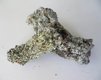 Tronco de madera de corcho de liquen cubierto con líquenes, materiales de bosques, suministro de artesanías de arte seco, decoración de bosques forestales, bodas rústicas, líquenes y musgos