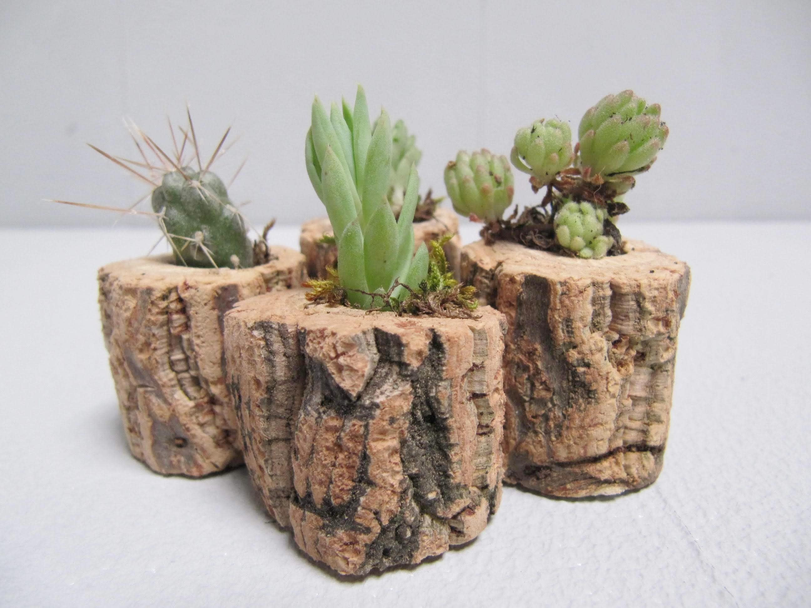 Mini Cactus Planteur, en Bois Plante Succulente Pot Stand, Natural Home Decor, Hygge Decor, Porte d'