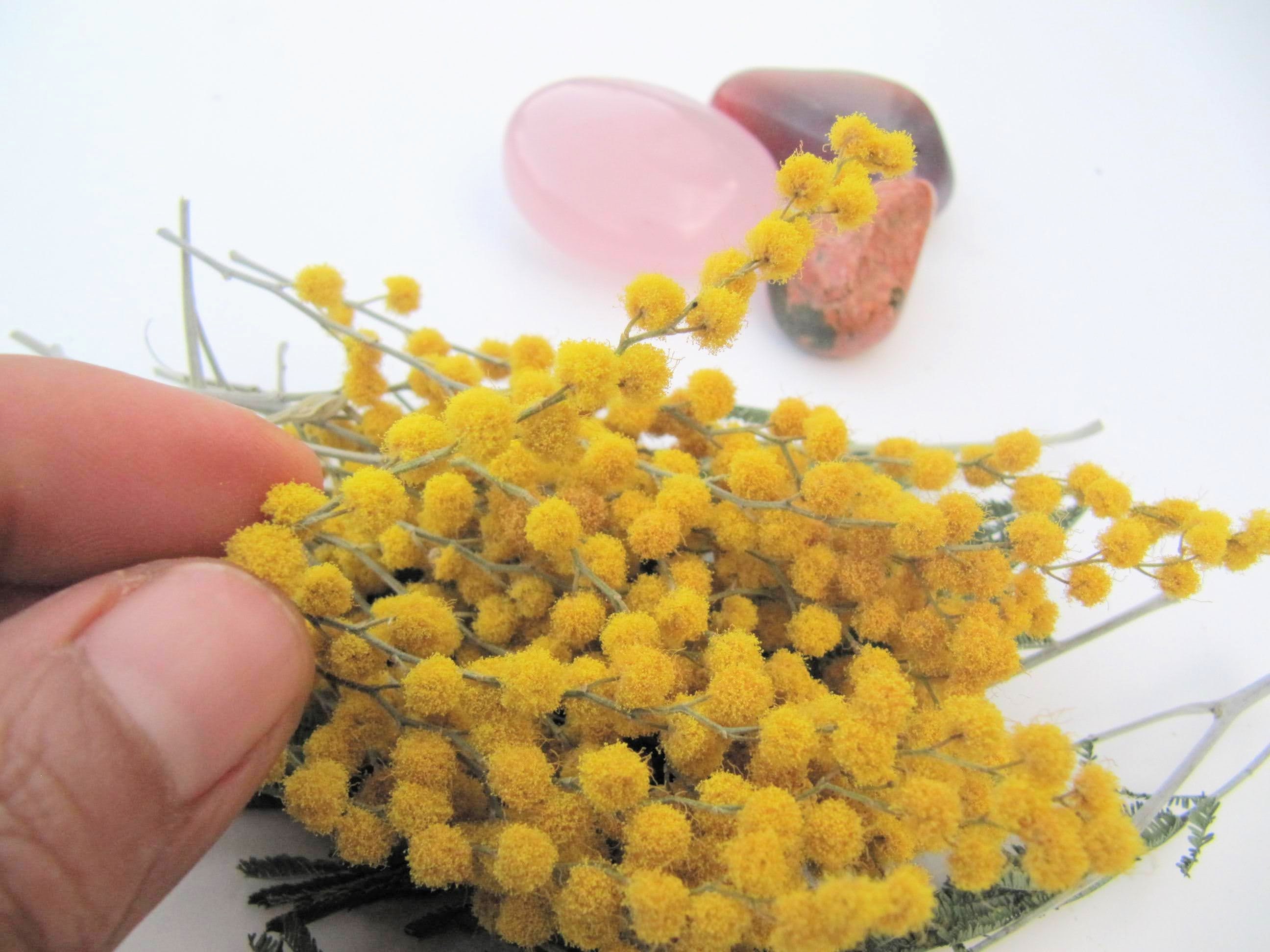 Small Dried Flowers for Resin Dried Mimosa Flower for Resin Etsy