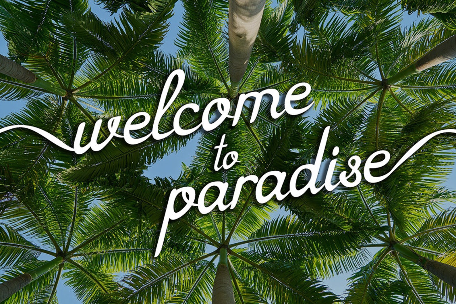 Font .ttf .otf Digital Font Swirly Font Script Font Digital Download