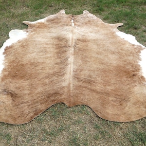 BRINDLE CARAMEL BROWN Large New cowhide rug natural hair on 7X7 ft size approx Tri-color brown tones soft hair Carpet Cow hide 6x6 Rc image 7