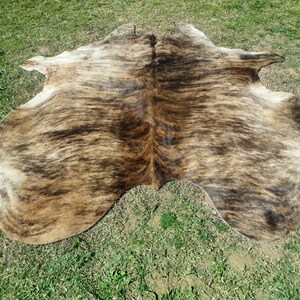 BRINDLE CARAMEL BROWN Large New cowhide rug natural hair on 7X7 ft size approx Tri-color brown tones soft hair Carpet Cow hide 6x6 Rc image 5