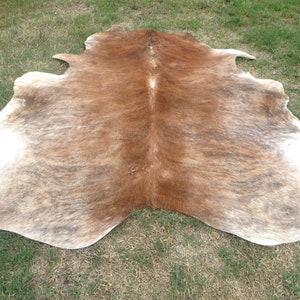 BRINDLE CARAMEL BROWN Large New cowhide rug natural hair on 7X7 ft size approx Tri-color brown tones soft hair Carpet Cow hide 6x6 Rc image 2