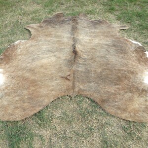 BRINDLE CARAMEL BROWN Large New cowhide rug natural hair on 7X7 ft size approx Tri-color brown tones soft hair Carpet Cow hide 6x6 Rc image 8