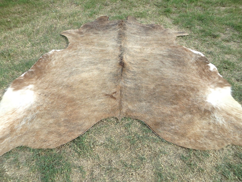 BRINDLE CARAMEL BROWN Large New cowhide rug natural hair on 7X7 ft size approx Tri-color brown tones soft hair Carpet Cow hide 6x6 Rc image 8