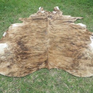 BRINDLE CARAMEL BROWN Large New cowhide rug natural hair on 7X7 ft size approx Tri-color brown tones soft hair Carpet Cow hide 6x6 Rc image 3