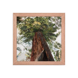 Framed Redwoods Art Print - Nature-Inspired Wall Art - Fine Art Print of Majestic Trees - West Coast Artwork