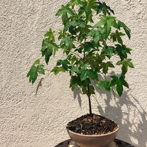 Bonsai Tree – Beginner-Friendly American Sweetgum – Potted & Ready to Grow