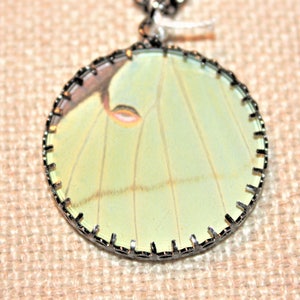 Luna Moth Necklace Size XL