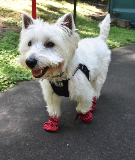 Dog Shoes / Dog Booties / Dog Boots 