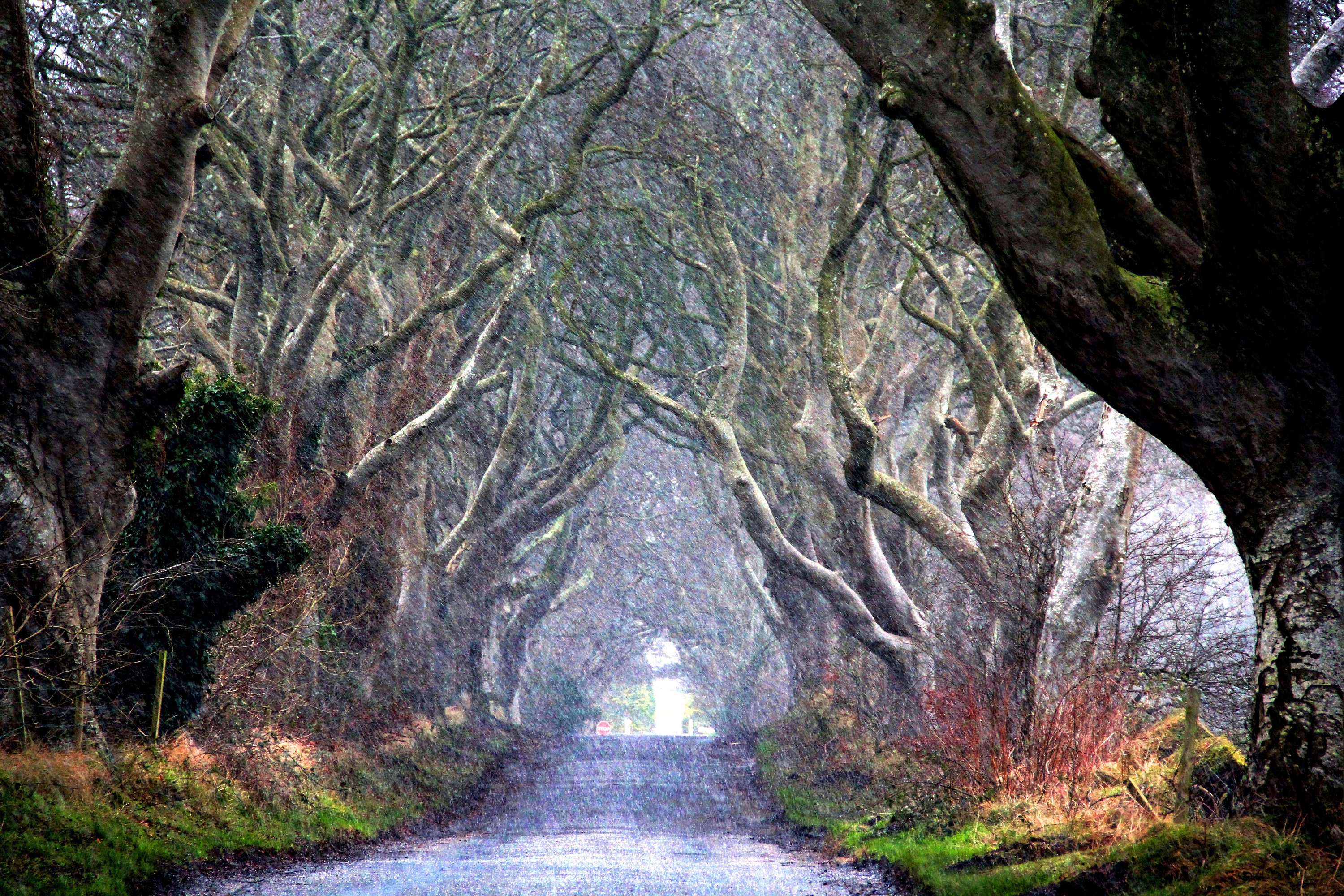 Dark Hedges Game of Thrones 'kings Road' Etsy