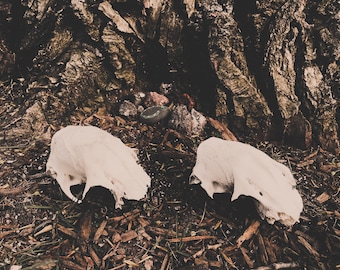 White Tail Deer Skulls