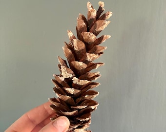 Paquete de 6 piñas de pino natural de abeto de Noruega