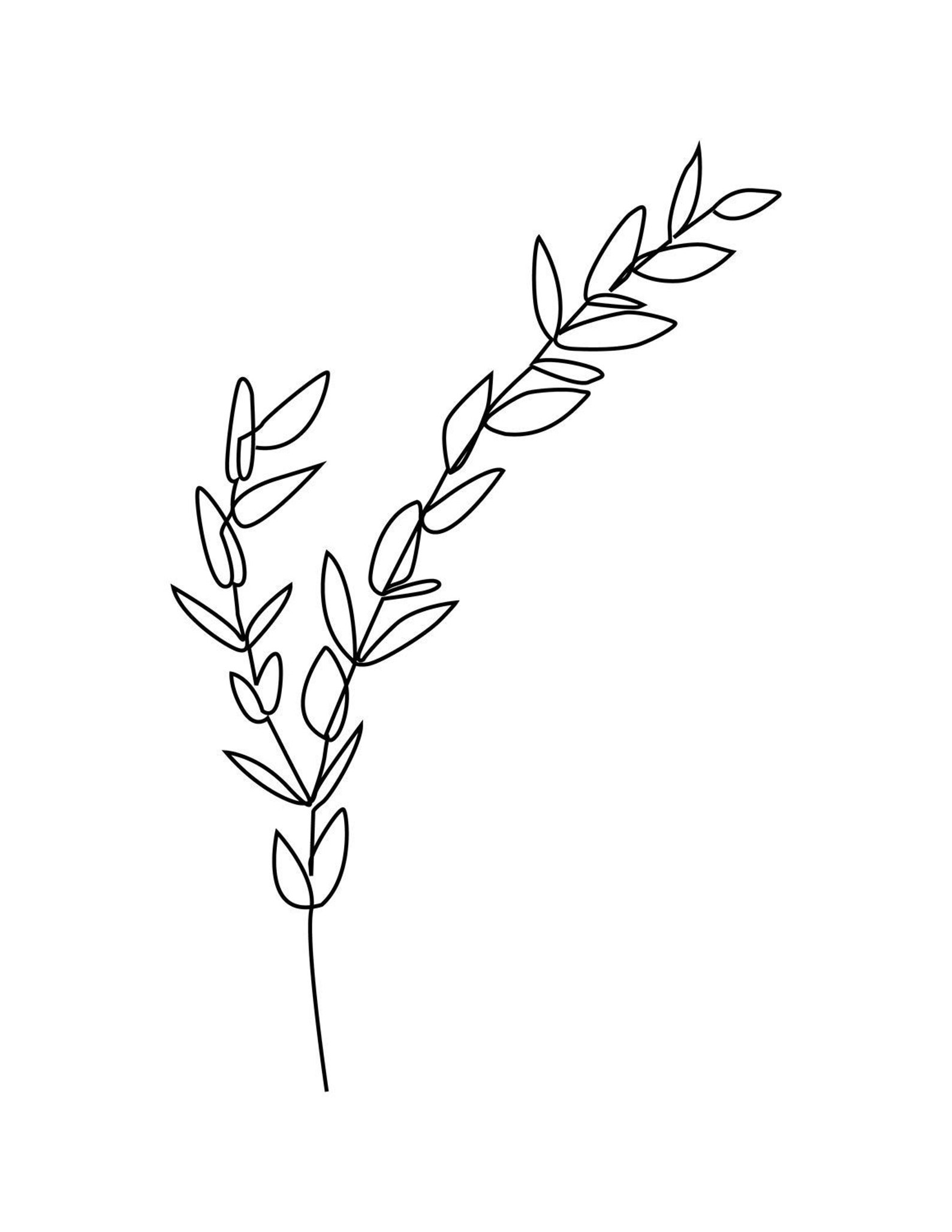 Dessin au trait feuilles de thym art végétal minimaliste Etsy France