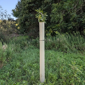 May include: A young tree protected by a tall, light-colored plastic tube. The tube is secured with a black band and stands in a field of green grass and foliage. The top of the tube has a small cluster of green leaves.