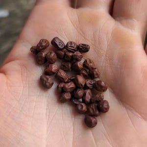 May include: A handful of small, dark brown seeds. The seeds are irregularly shaped and have a textured surface. The image is a close-up shot, showing the seeds in detail. The seeds are likely for planting.