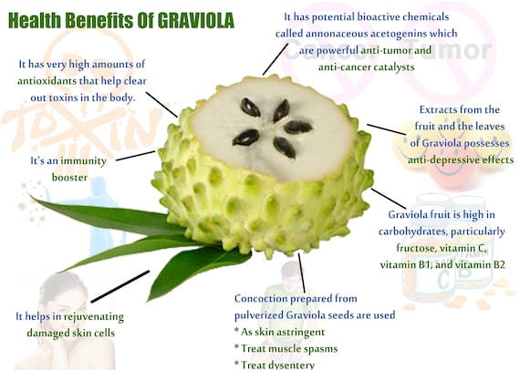 The Fruit From The Graviola Tree - Guyabano Soursop Fruit Chemotherapy Cancer - It is native to the tropical regions of the americas and the caribbean and is widely propagated.