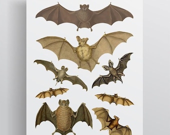Vintage Bat Temporary Tattoos | Halloween Creepy Creatures
