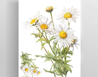 Tatuaggio temporaneo con margherita, fiore di nascita di aprile / illustrazione botanica vintage, tatuaggio floreale grande, giardino della nonna / regalo per il mese di nascita